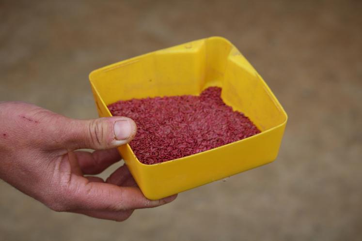 Linéa cherche à développer un nouveau bassin de production de semences de lin fibre.