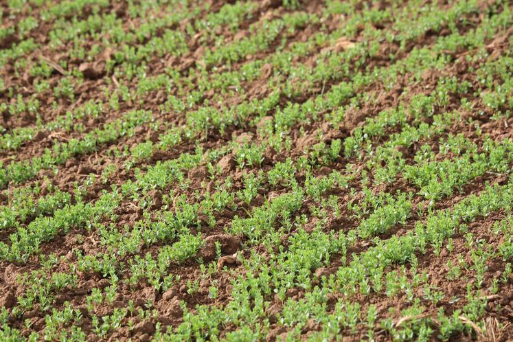 L'idéal est de semer dans une terre fine, réchauffée à douze degrés, à cinq centimètres.
