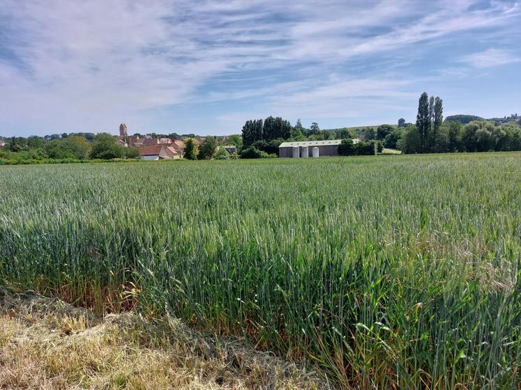 Le blé sarthois soufre par endroit du déficit hydrique.