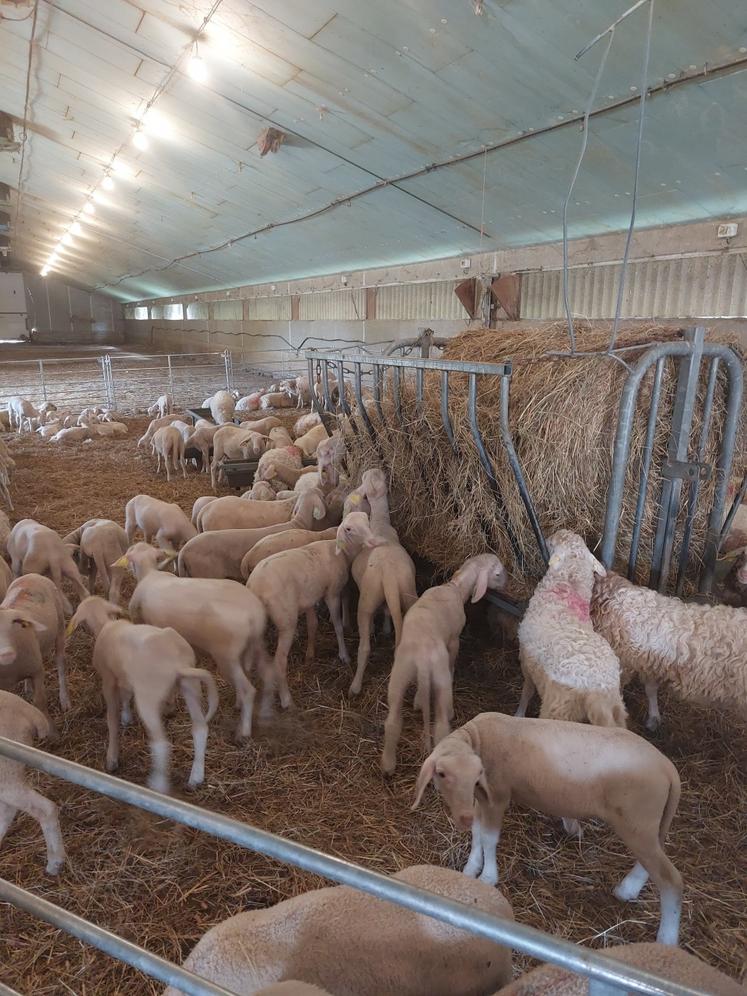 Un premier lot de 140 agneaux laitiers, venant de Bretagne, est engraissé dans l'ancien poulailler reconverti en bergerie.