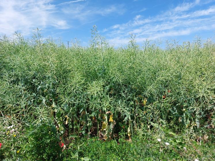 Le colza, qui a bénéficié d'une magnifique floraison sans eau, présente une très belle programmation de siliques.