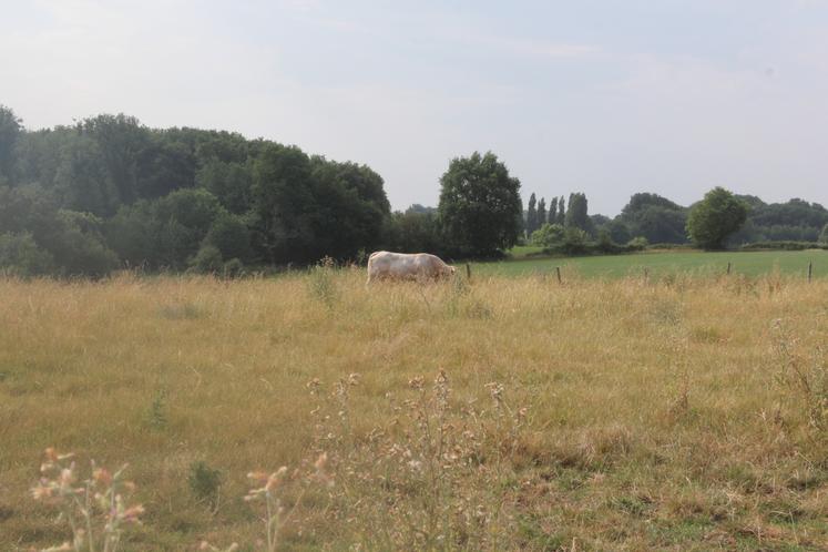 L'exploitation compte 70 hectares de prairies et de nombreux ombrages (haies, arbres) pour les vaches en cas de canicule.
