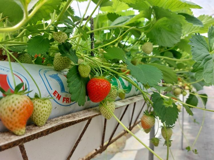 Les fraises de l'EARL ont profité du printemps ensoleillé.