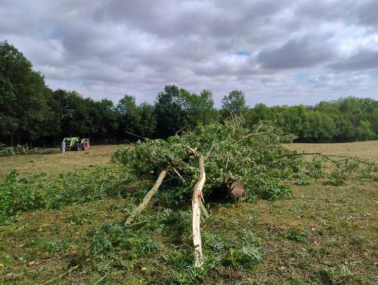 De nombreux arbres ont été couchés dans les prairies ou sur les routes à Mont-Saint-Jean. A droite, un champ de pommes de terre (photos de Pierre Bidard).