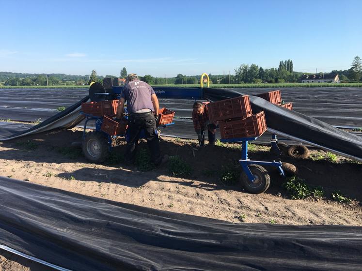 La machine à récolter soulève la bâche à mesure que le cueilleur avance.