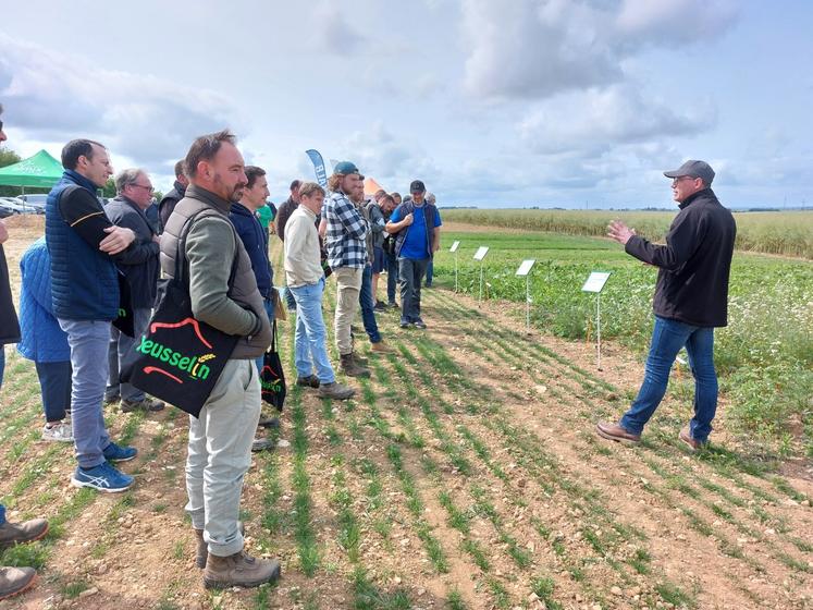 Sur la plateforme d'essais de Jeusselin et Verron, le 4 juin, plusieurs mélanges pour couverts ont été présentés.