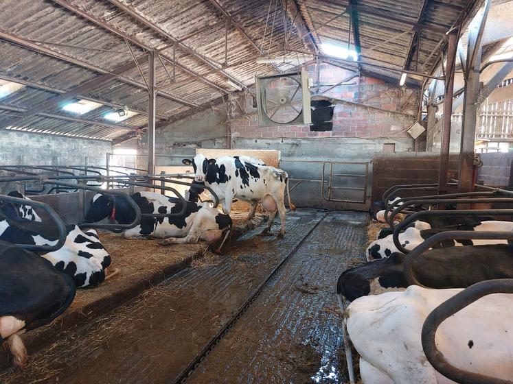 Le bâtiment des vaches dispose de 8 ventilateurs.