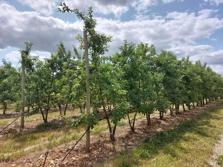 Les pommiers, arrosés au goutte-à-goutte, apprécient les sols calcaires et filtrants d'Assé-le-Boisne.
