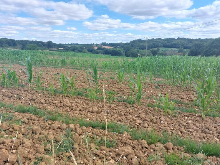 Champ de maïs à la Trugalle (Neuville-sur-Sarthe).