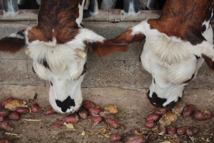 Vaches qui mangent des patates.