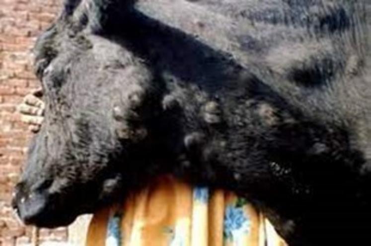 La DNC est caractérisée par l'apparition de nodules sur la peau des animaux et s'accompagne de fièvre.