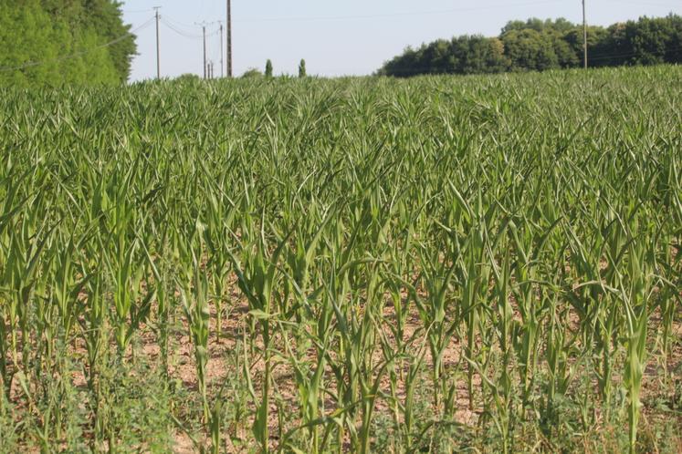 Du côté de Saint-Mars-de-Locquenay, le maïs non irrigué a du mal à pousser.