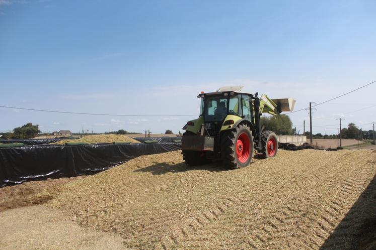 Le maïs a été tassé dans trois silos.