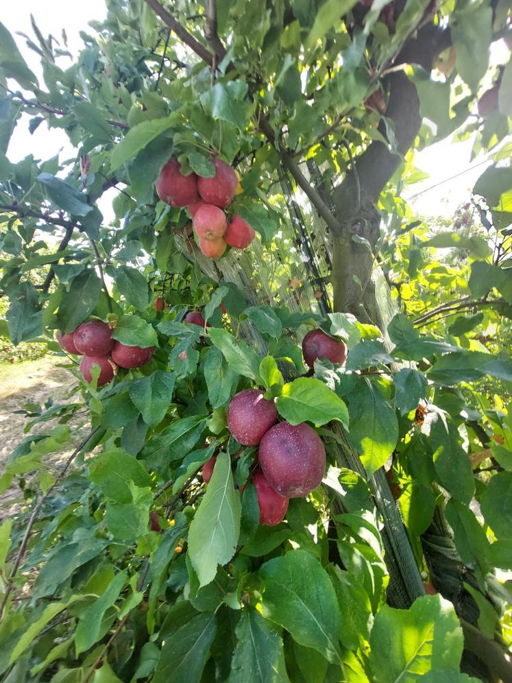 Le clone Galaval donne des pommes qui colorent bien.