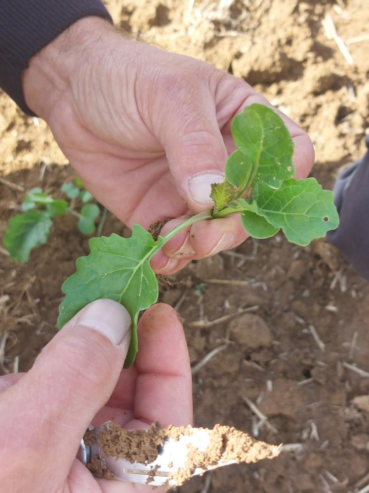 Le colza, qui atteint trois feuilles, démarre très bien dans le Nord Sarthe.