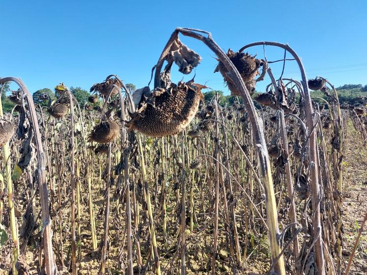 Les conditions étaient idéales pour la récolte, sous un grand soleil.