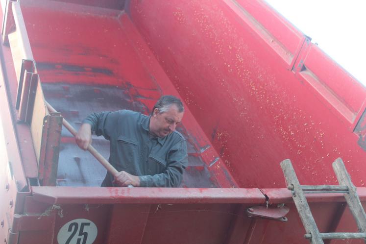Jean-Michel Coutard disperse les derniers grains à la pelle.