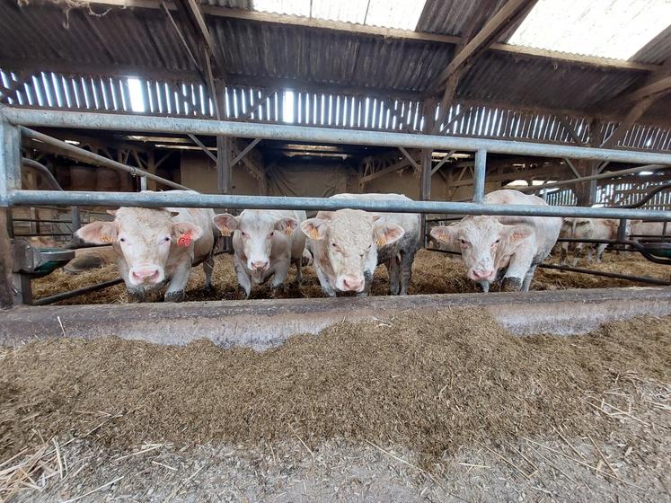 L'EARL Mareau produit environ 210 jeunes bovins par an.