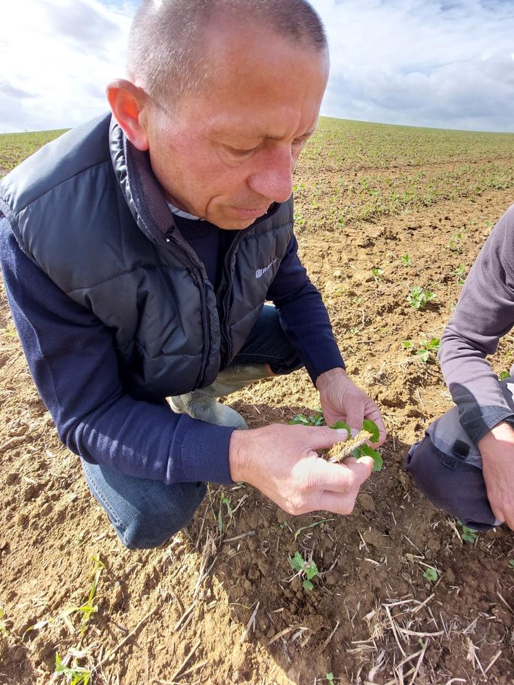 Franck Plessis vérifie l'incidence des altises sur les feuilles de colza.