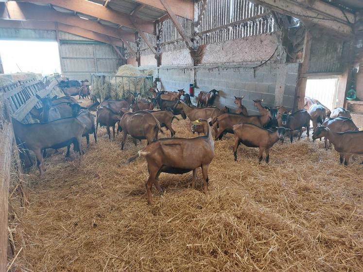 Le bâtiment est confortable après la diminution de cheptel.