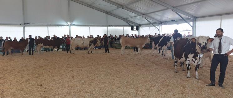 Défilé des races bovines et interpellation de la FDSEA sur le Mercosur lors de la visite officielle des 4 jours du Mans.