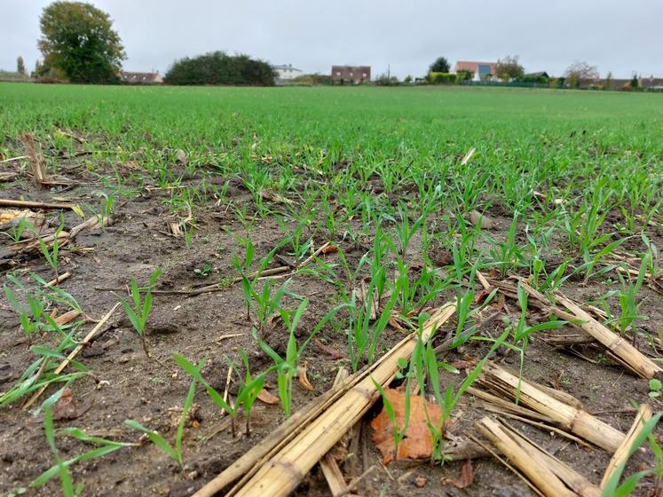 Le méteil de la SCEA des Pins a été semé le 20 septembre.
