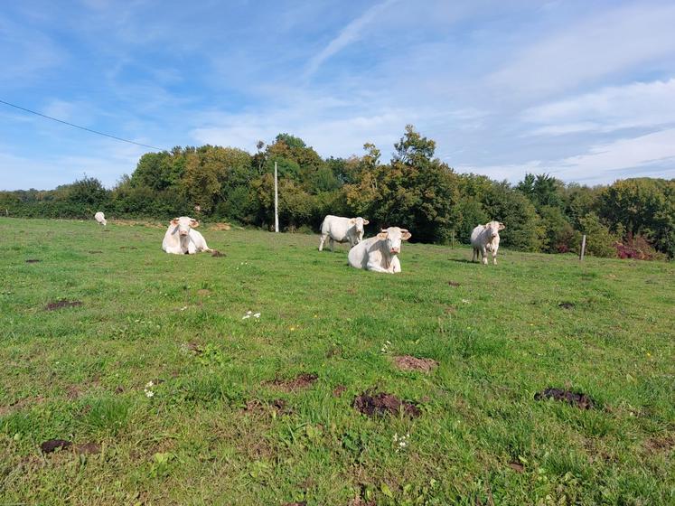 Une partie du troupeau de race charolaise continue d'hiverner dehors, faute de place sous les bâtiments.