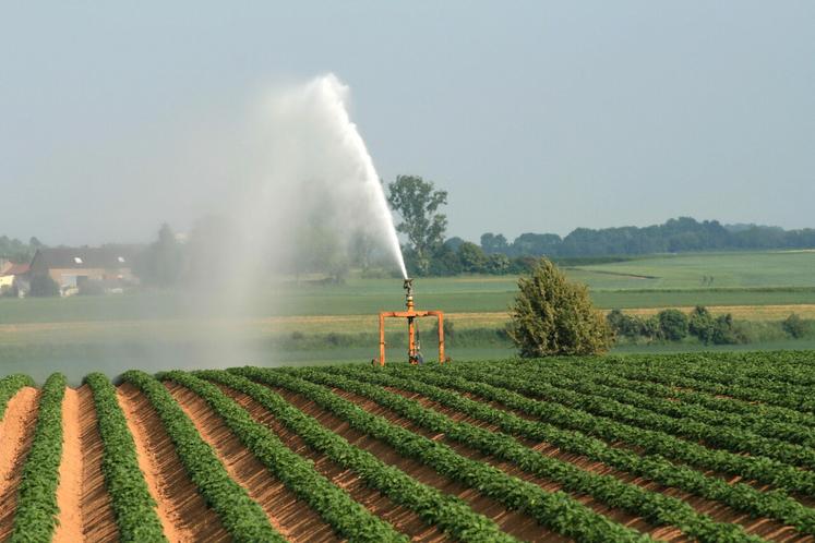 Irrigation des pommes de terre.