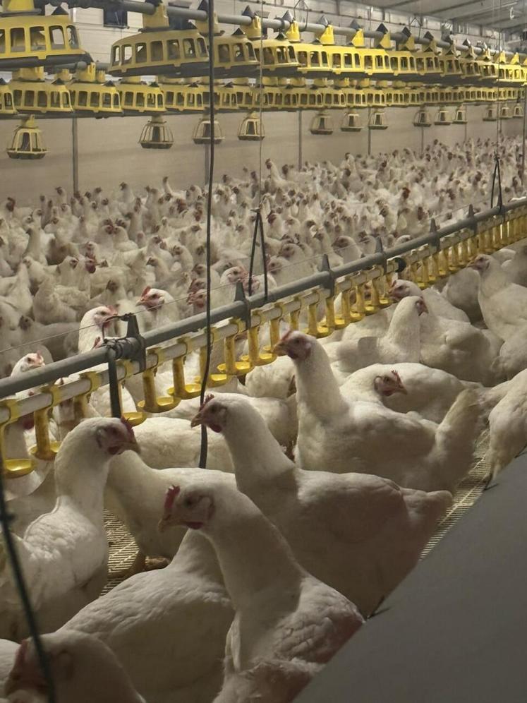 28 000 poules et 2 500 coqs, l'élevage est l'un des plus importants de la Sarthe en reproduction.