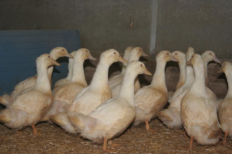 Un nouveau foyer a été recensé en Vendée, dans un élevage de canards vaccinés.