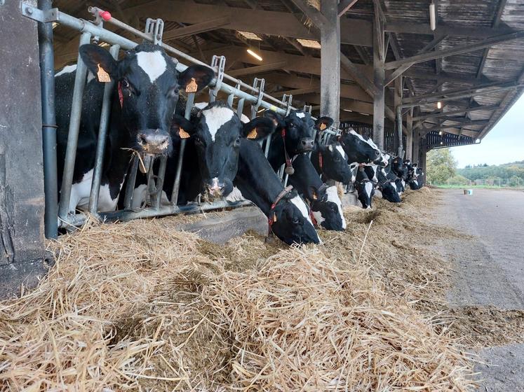 L'atelier laitier conduit par Nicolas Couturier compte 62 vaches à la traite.