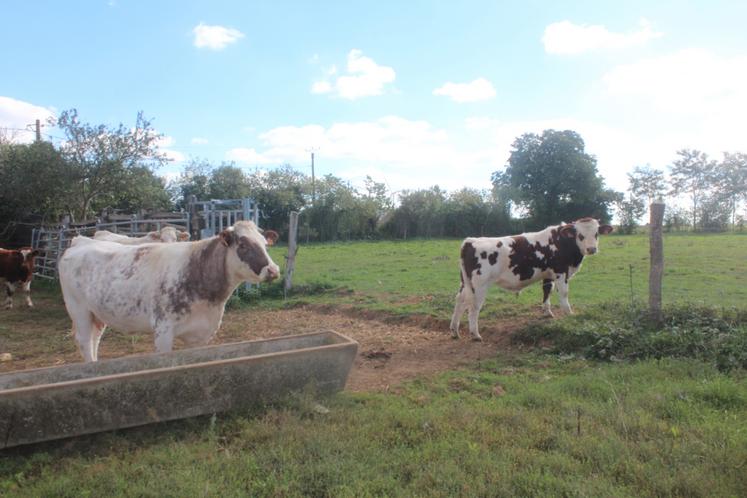 La viande des Saosnoises est proposée à la vente en colis à la ferme et parfois sur les marchés de Noël locaux.
