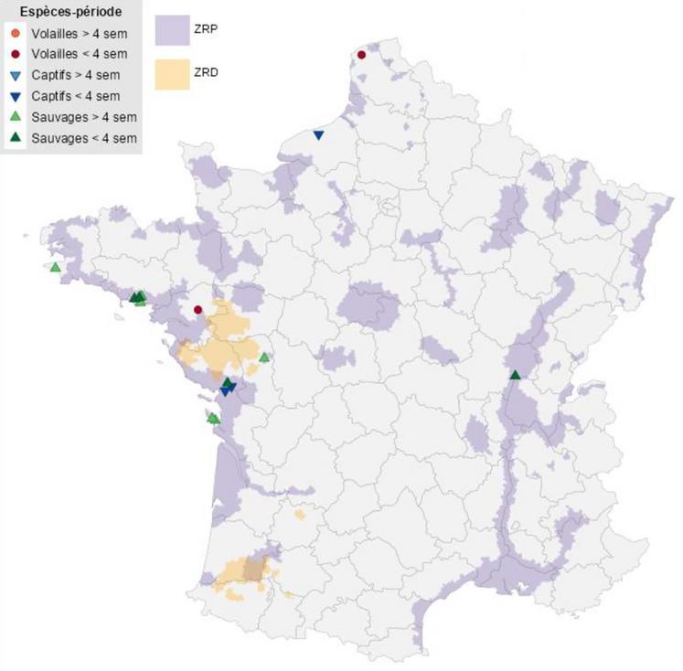 Localisation des foyers de « volailles », foyers chez les oiseaux captifs et cas sauvages détectés en France métropolitaine depuis le début de la saison (le 01/08/2025) et sur les quatre dernières semaines. Les zones à risque particulier (ZRP) et zones à risque de diffusion (ZRD) sont représentées respectivement en violet et jaune sur le fond de carte (source : Commission européenne ADIS le 20/10/2025).