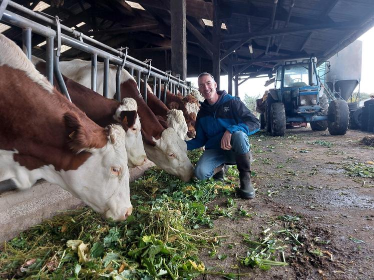 Alexandre Guénaux donnait du colza fourrager en vert à son troupeau, le 23 octobre.
