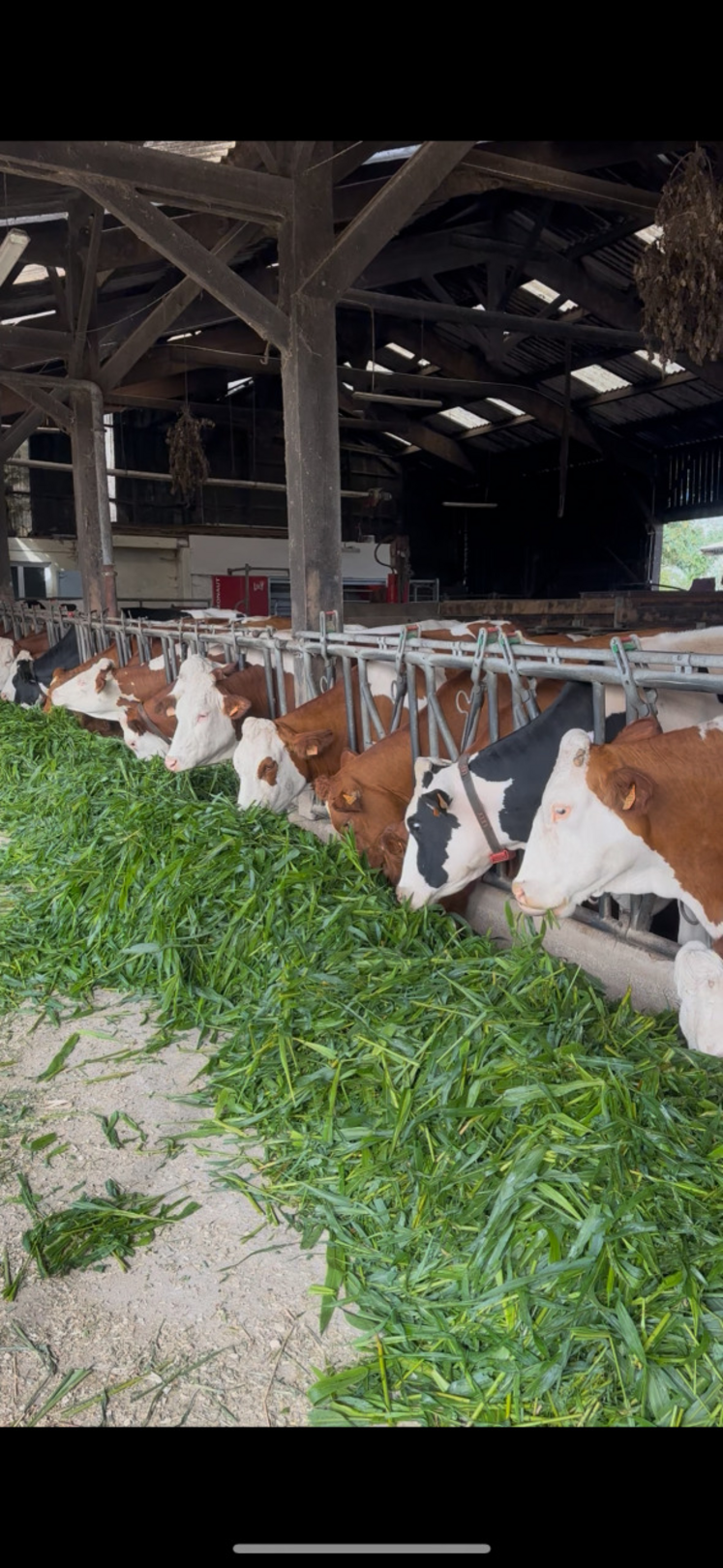 Le sorgho est très appétent.