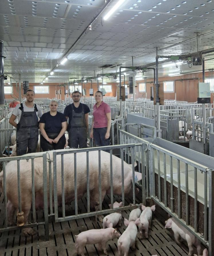 Le bloc naissage est organisé en une salle de mise-bas et deux salles d'allaitement jusqu'au sevrage afin de favoriser la sociabilisation des porcelets.