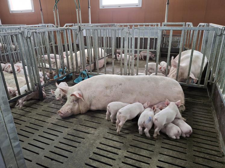 truie avec porcelets