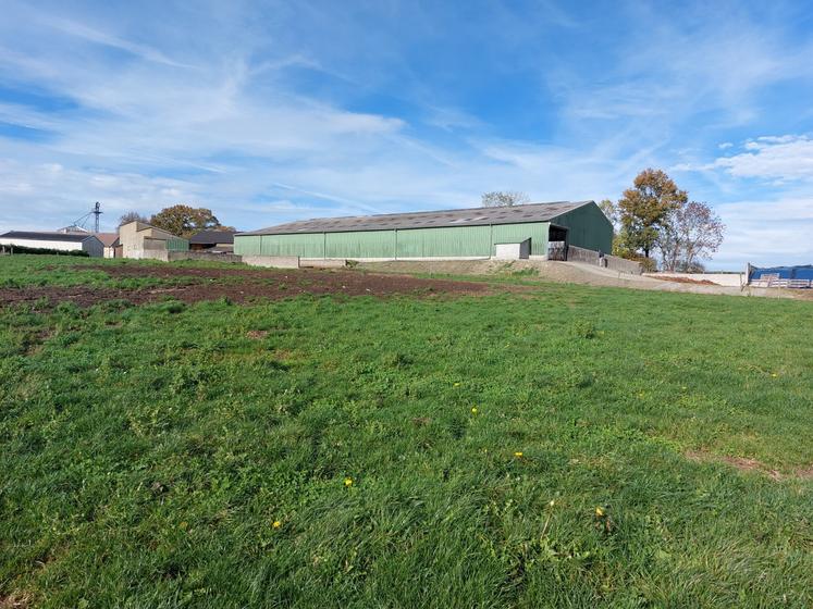 Les vaches Prim'Holstein du Gaec Percheron disposent de 8 ha de pâturage en libre accès.