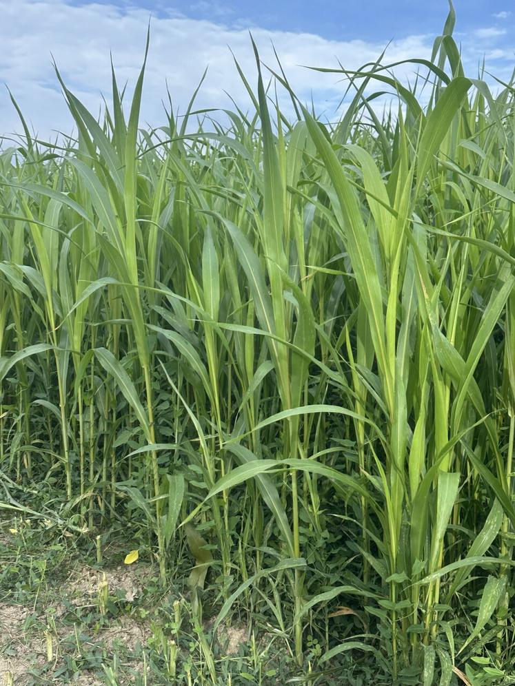 Le sorgho le 25 septembre, avant ensilage.