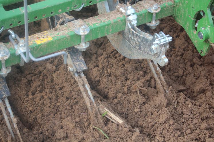 L'enfouissement idéal est de 6-7 centimètres.