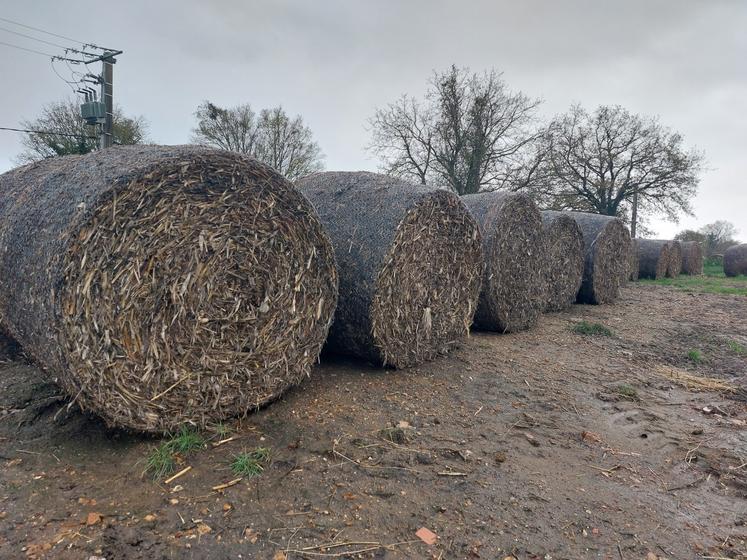 Stéphane Morihain a récolté 200 bottes de paille de maïs cette année.