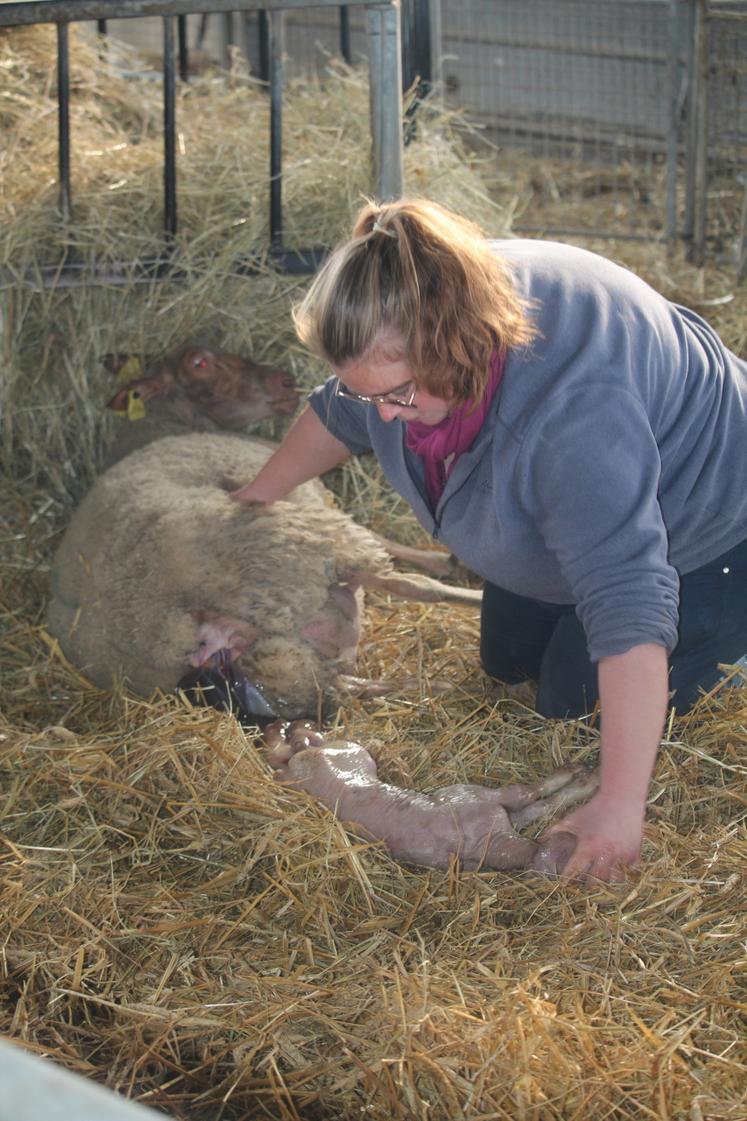 Un agnelage en direct pour Agri 72: pattes avant, rapide et efficace.  