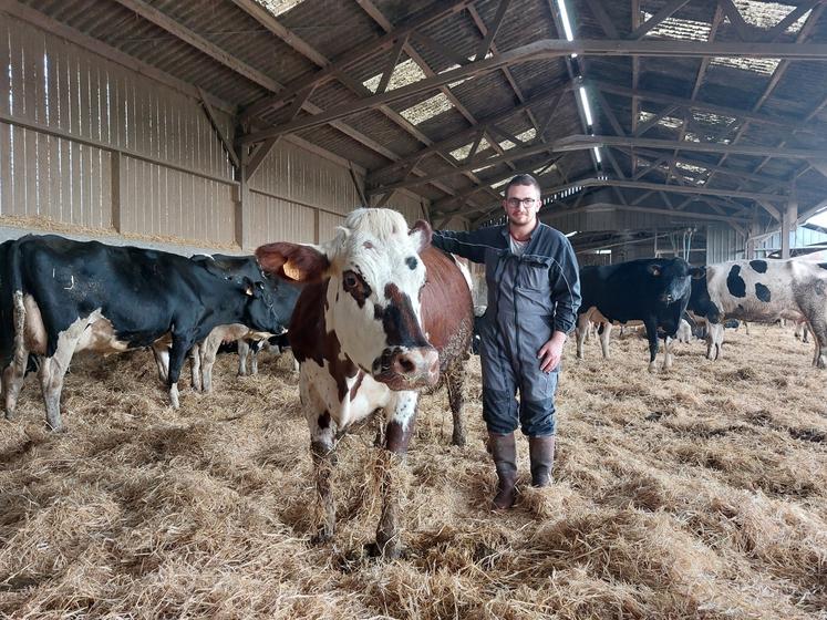 Les 70 vaches laitières d'Eileen et Fabien sont abritées sous la stabulation depuis le 31 octobre.