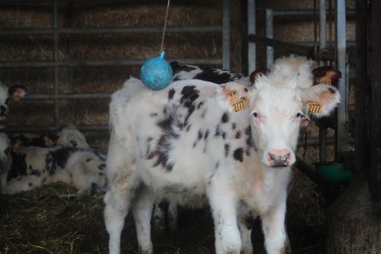 Audrey a disposé différents objets dans les aires de vie : balles, plots, objets suspendus, chaînes...