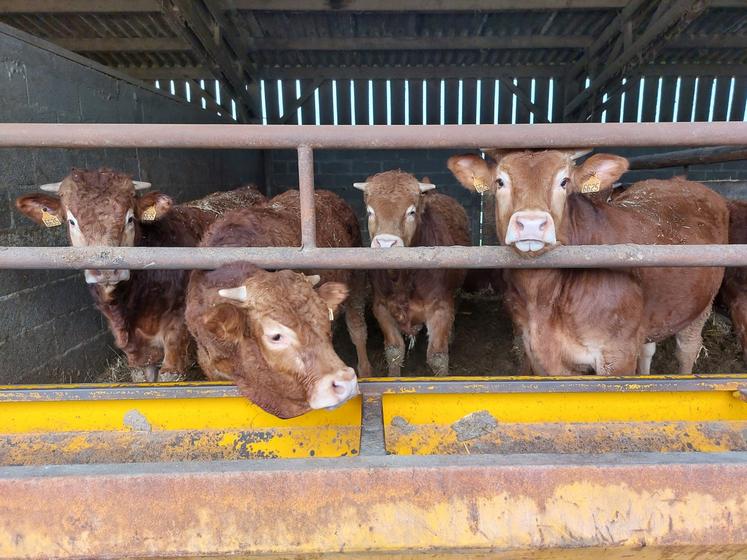 Les taurillons sont vendus sous contrat avec Bétail Gorronais  .