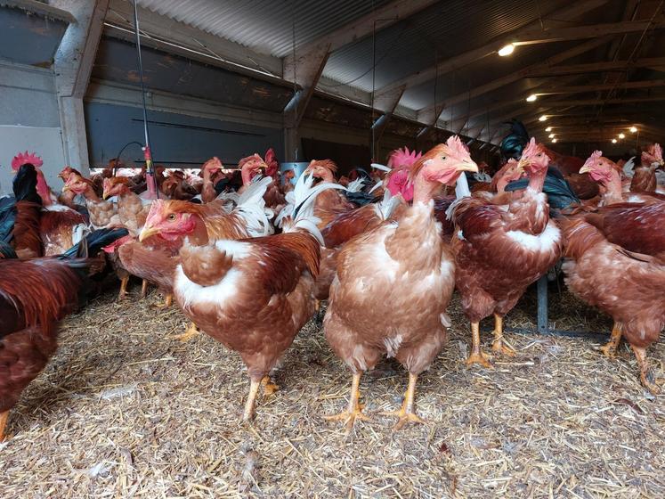 Les mâles bien chaponnés se remarquent avec leur crète pâle et leur devant bien ouvert, annonçant un produit de qualité sur les tables de fête.