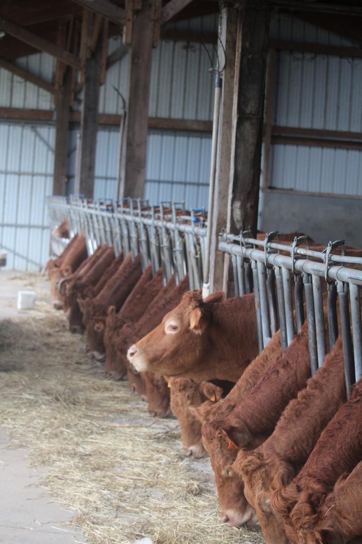 Un cheptel de 32 mères.