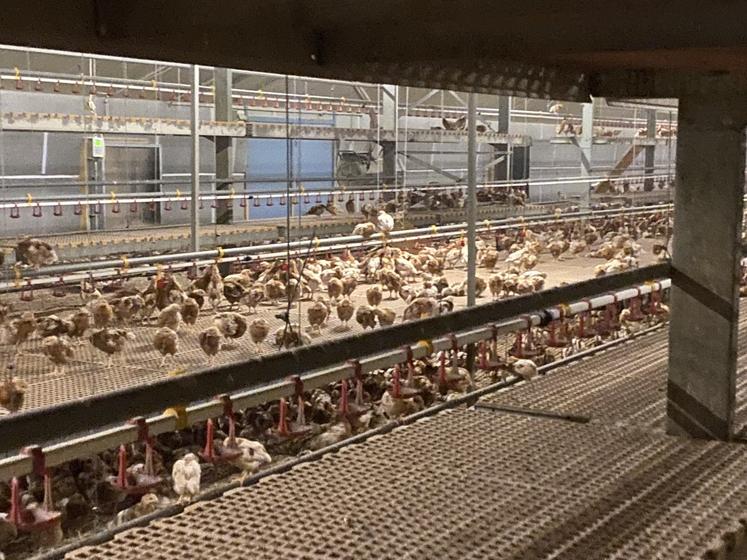 Au moment de son installation voici sept ans, Emilie a remis en fonction le bâtiment utilisé par ses grands-parents de 1997 à 2007 pour élever des dindes.