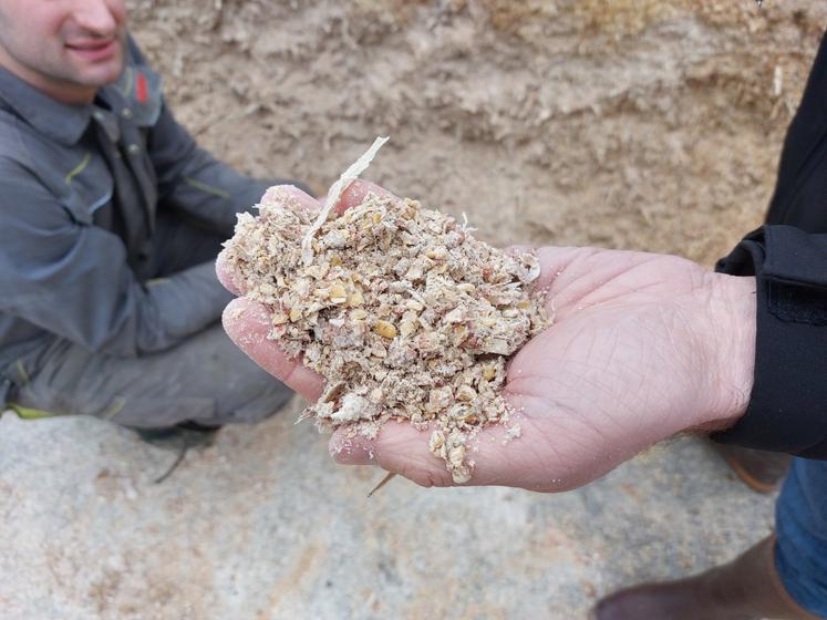 Pierre Renou travaille en particulier l'alimentation avec son conseiller. Ici du maïs épi qu'il privilégie désormais au maïs humide.