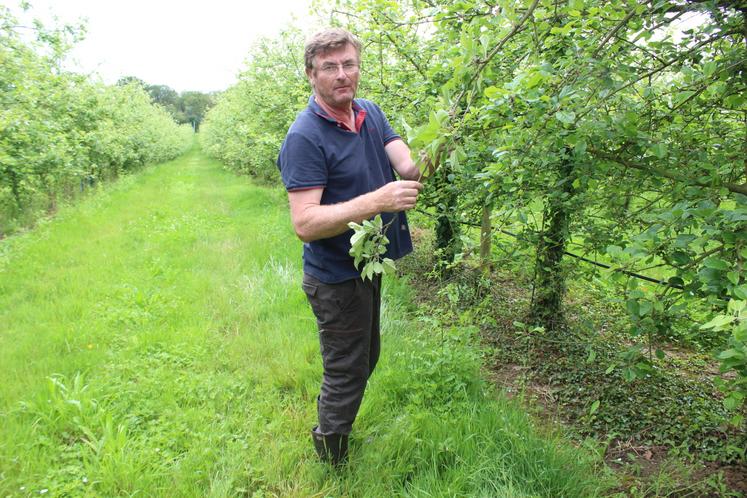 Vincent Saudubray, arboriculteur à Crannes-en-Champagne (72).